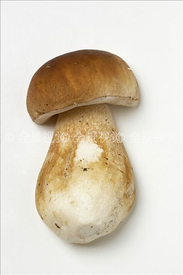 牛肝菌图片_牛肝菌高清图片_全景视觉