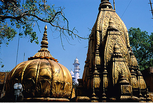 金庙,印度,瓦腊纳西