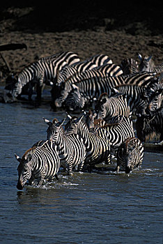 肯尼亚,马塞马拉野生动物保护区,浩大,牧群,平原斑马,斑马,马拉河,塞伦盖蒂,迁徙