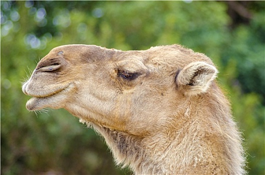 阿拉伯骆驼