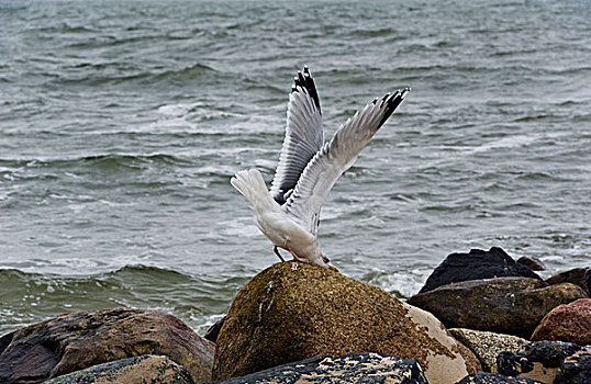 海鸥,海滩,丹麦