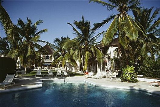 棕榈树,旁侧,清晰,游泳池,晴天,巴哈马