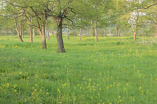 草地,茂密,叶子