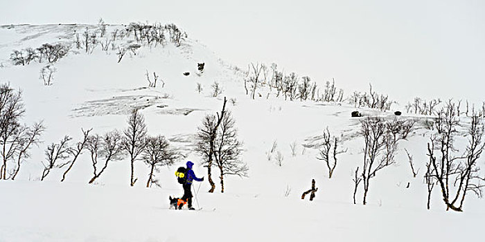 越野滑雪,狗,穿过,上方,冬季风景,挪威