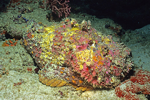 礁石,海底,龙目岛,印度尼西亚,亚洲