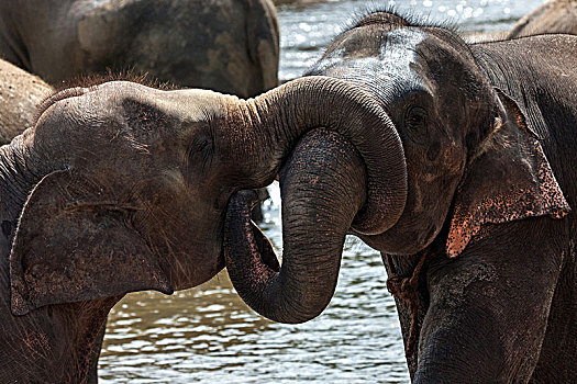 亚洲象,象属,幼兽,雄性动物,玩,大象孤儿院,中央省,斯里兰卡,亚洲