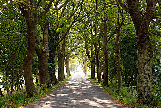 道路,乌瑟多姆岛,梅克伦堡前波莫瑞州,德国,欧洲