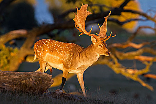 扁角鹿,丹麦,欧洲
