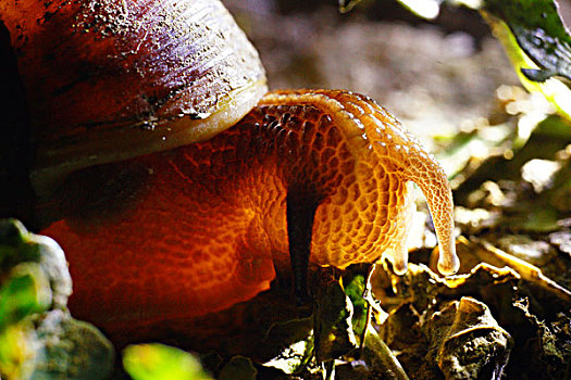 蜗牛微距春天