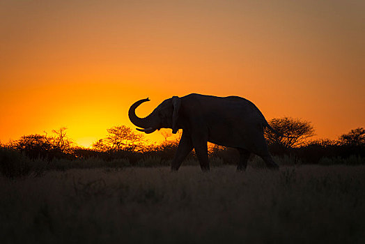 非洲象,象鼻,日落,剪影,逆光,国家公园,博茨瓦纳,非洲