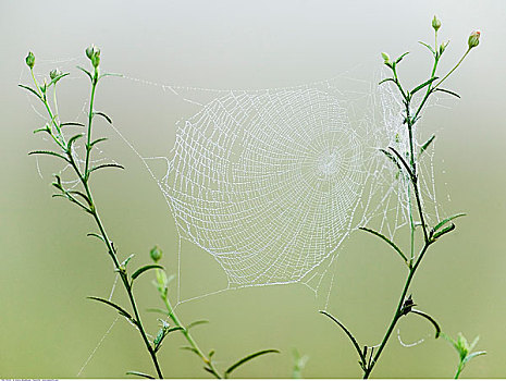蜘蛛网,早晨