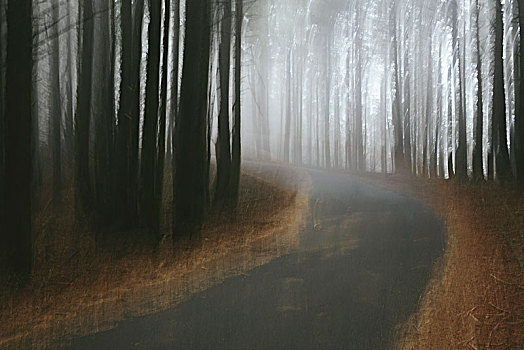 道路,弯曲,树,树林,雾气,悬挂,空中