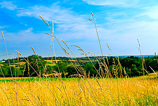 景色,夏天,农业,风景,乡村,法国,特写,草地