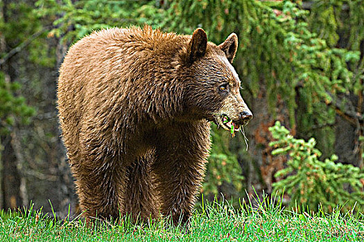 美洲黑熊,放牧,路边,草,落基山脉,西部,艾伯塔省,加拿大