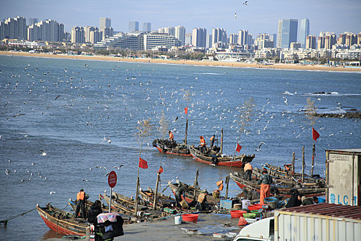山东省日照市,渔船满载而归,数千海鸥翱翔渔港场面壮观