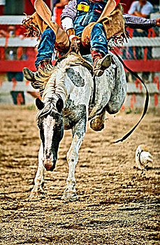 骑乘,马,弓背跃起,西部,牛仔竞技表演,竞争,艾伯塔省,加拿大