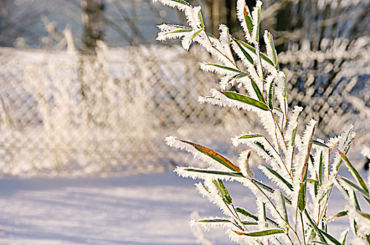 冬天的竹子图片
