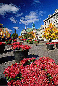 雅克卡特尔广场,市政厅,蒙特利尔老城,魁北克,加拿大