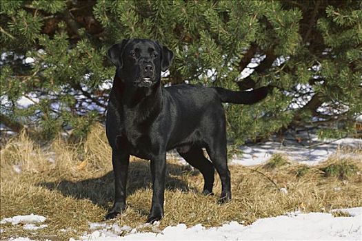 黑色拉布拉多犬,狗,全身,成年,雄性