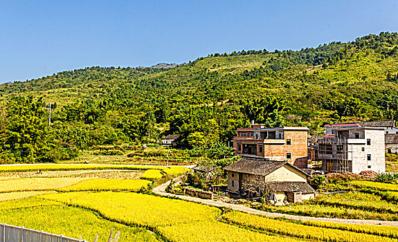 秋季成熟的稻田田园村庄景观背景