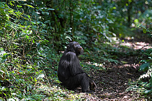 黑猩猩,类人猿,休息,小路,西部,乌干达