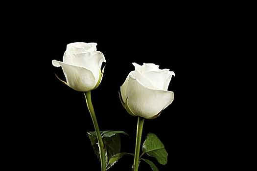 白色,玫瑰