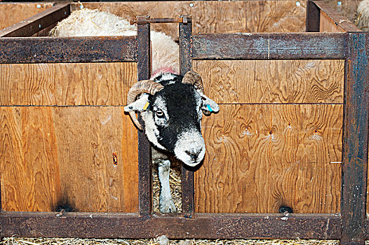 母羊,羊羔,领养,板条箱,孤儿动物,坎布里亚,英格兰