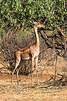 瞪羚,非洲瞪羚,羚羊,长颈羚,萨布鲁国家公园,肯尼亚,非洲