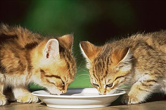 两个,小猫,喝,牛奶
