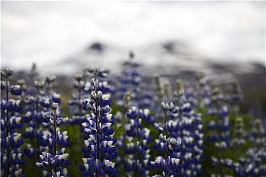 冰岛,花