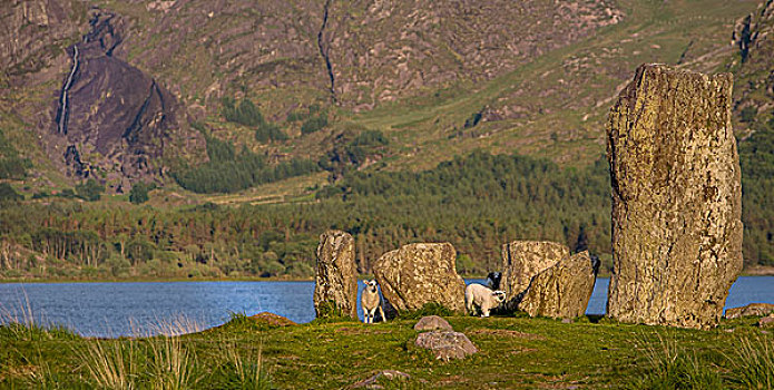 爱尔兰,巨石阵,绵羊