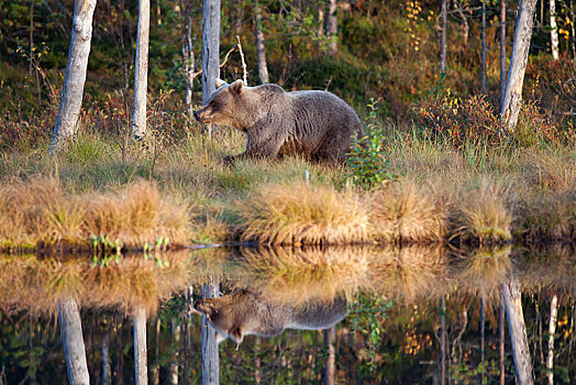 棕熊,幼小,湖,北方,卡瑞里亚,芬兰,欧洲