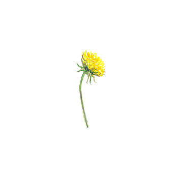 鮮明,水彩,花,葉子,隔絕,白色背景,背景