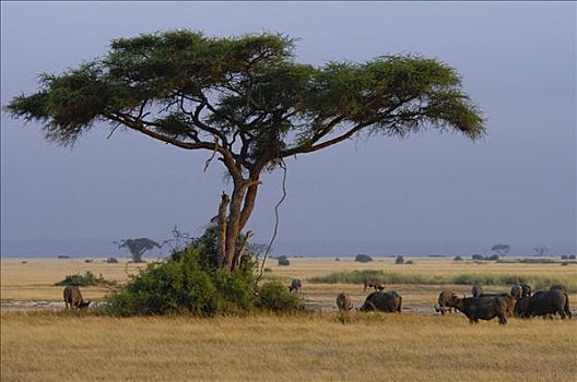 伞,刺,刺槐,水牛,安伯塞利国家公园,肯尼亚,非洲