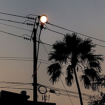 电线,一个,棕榈树,夜晚