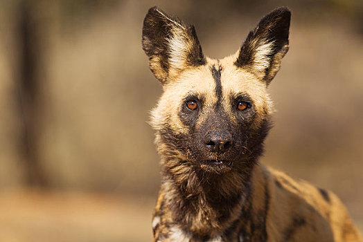 非洲野狗,非洲野犬属,俘获,野生动物,纳米比亚,非洲
