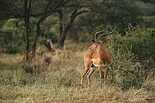肯尼亚,马赛马拉国家保护区,黑斑羚,大幅,尺寸