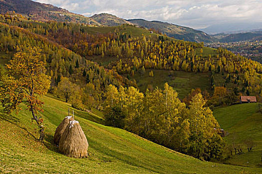 风景,干草,草场,树林,斜坡,山峦,南方,喀尔巴阡山脉,罗马尼亚,欧洲