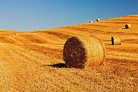 稻草捆,丰收,托斯卡纳,意大利,欧洲