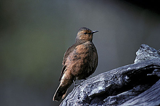红褐色的,旋木雀,栖息,老,木头,西澳大利亚州