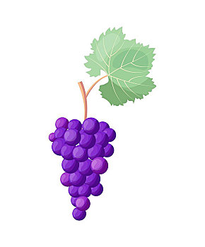 酿酒葡萄,象征,矢量,插画,白色背景,特写,成熟,美味,多汁,浆果,紫色,大,绿叶,隔绝