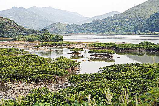 红树林,新界,香港