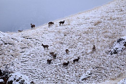 新疆温泉,北山羊在雪中觅食