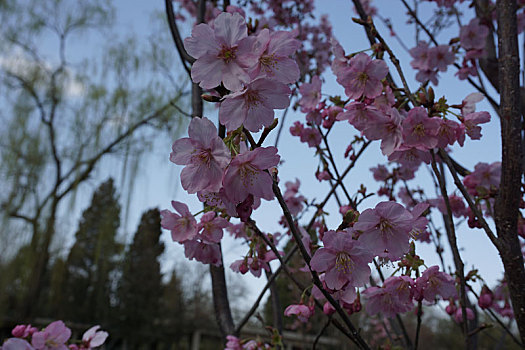 樱花