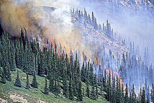 森林火灾,燃烧,碧玉国家公园,艾伯塔省,加拿大