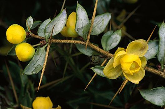 日本,伏牛花,小檗属,花,刺,滋补品,植物,悲伤,四川