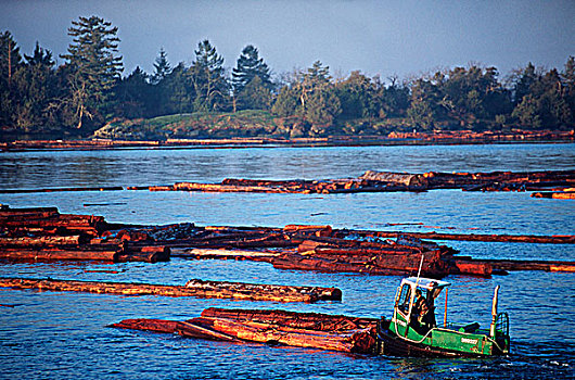 伐木,船,移动,不列颠哥伦比亚省,加拿大