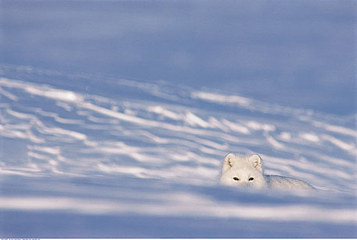 北极狐,海湾