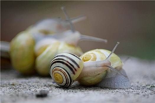害羞,蜗牛