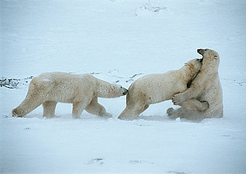 北极熊,两个,打闹,雪中,后部